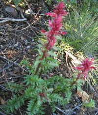 Pedicularis-densiflora
