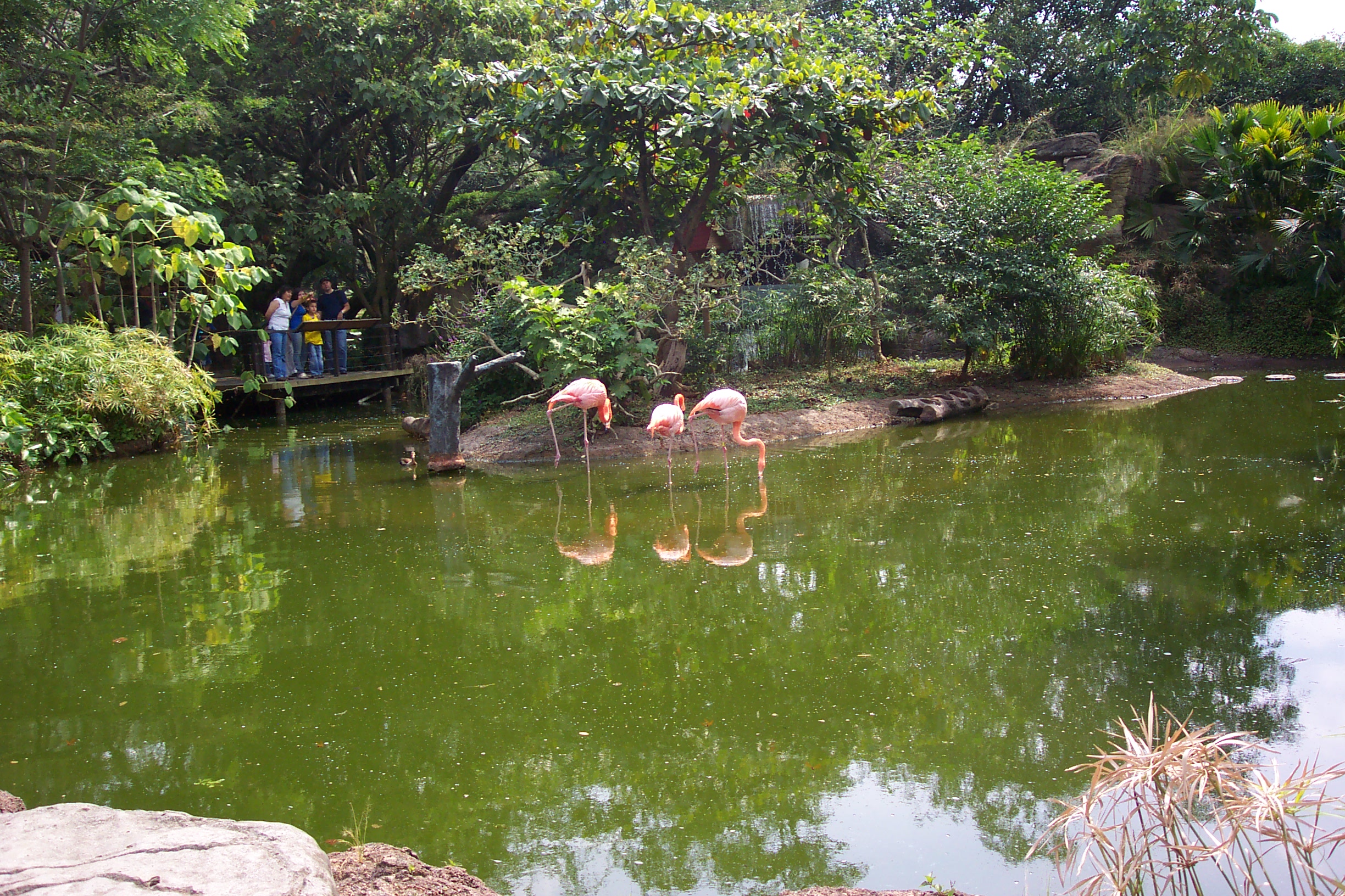 flamingos